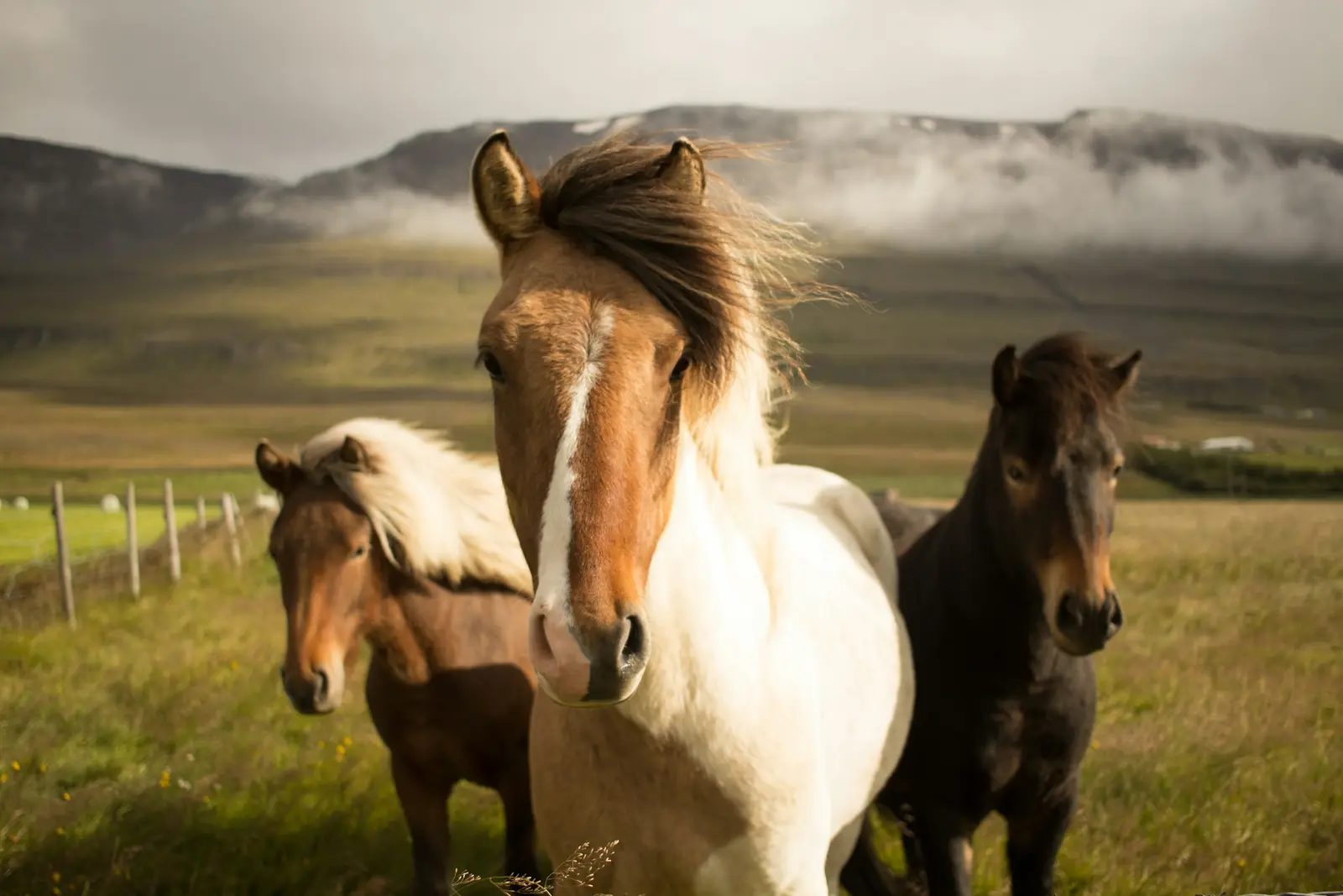 Caballos islandeses con las crines al viento en la montaña